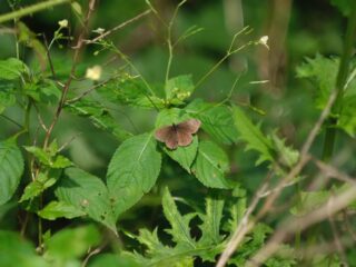 Naturschutzgebiet Hudelmoos
